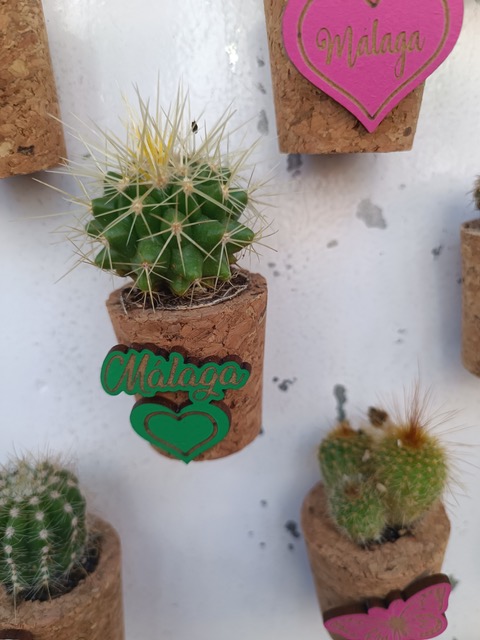 A genuine Málaga trinket – fridge magnet with live cactus. Photo © Karethe Linaae